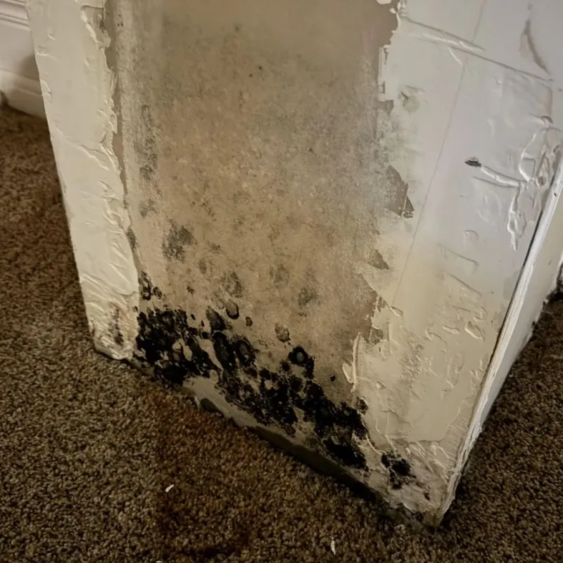 Professional Mold Removal in Montgomery County, IN